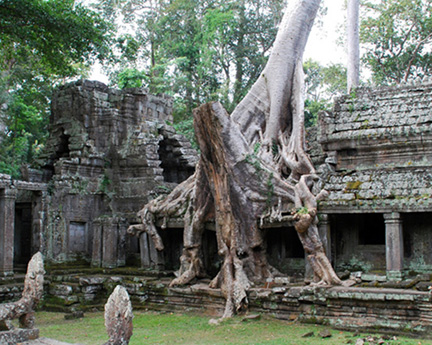 Lara-Croft-Cambodia-Tree