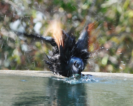 Pamushana-Malilangwe-D300-(1215)-bird-in-pool-adjusted-with-layers1