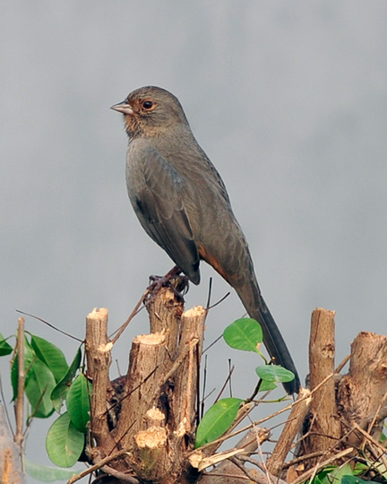 _DSC5928-bird-auto-contrast-and-color-81072