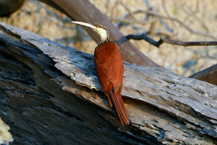 _DSC7130-long-billed-woodcreeper-1218360