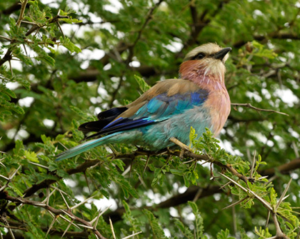 _DSC9521-lilac-breasted-roller-810300