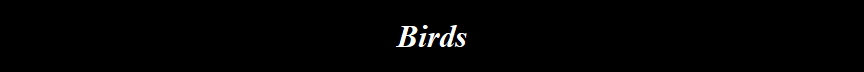 Birds