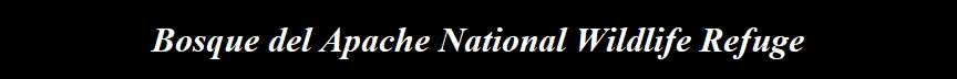 Bosque del Apache National Wildlife Refuge