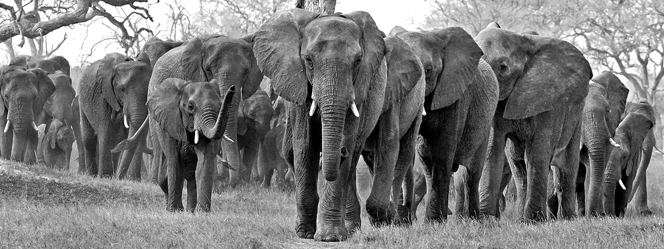 Makalolo-Hwange-D300-(1571)-BW-for-web