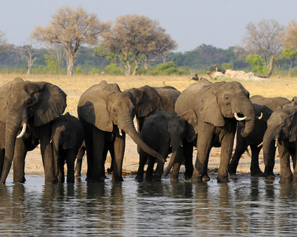 elephants-Makalolo-Hwange-D