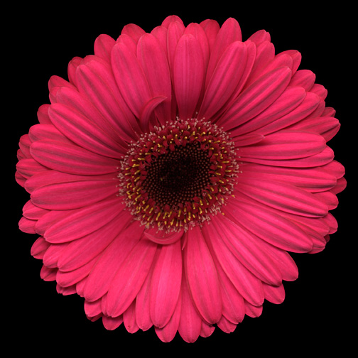 gerbera-daisy-1-8x10x300