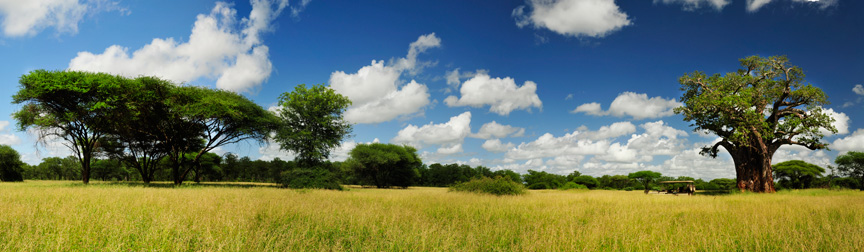 panorama-baobab-tree-with-clouds-0720-0723-adjusted-12