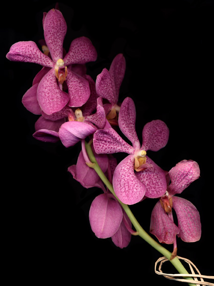 vanda-orchid-use-cleaned-up-68300