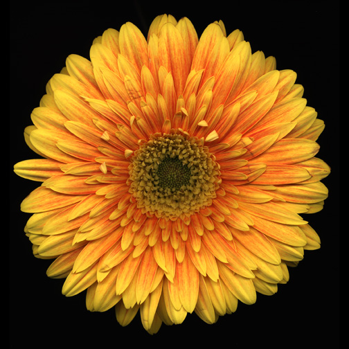 yellow-daisy