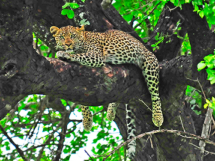 _DSC2212-leopard-1216360