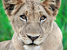 _DSC3379-lion-face-1216361
